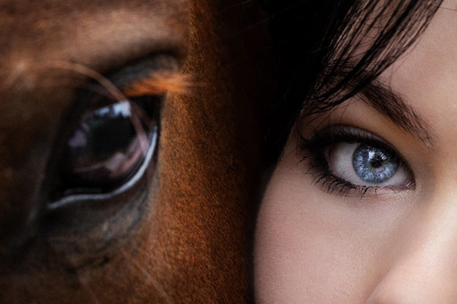 Steffi Mertz Photography | Perdefotografie | Hundefotograf auf alleFotografen