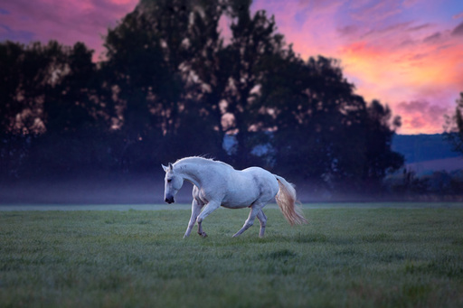 Steffi Mertz Photography | Perdefotografie | Pferdefotograf auf alleFotografen