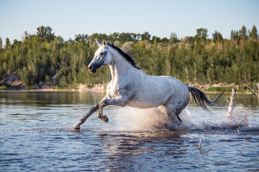 Steffi Mertz Photography | Perdefotografie | Pferdefotograf auf alleFotografen