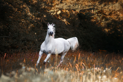 Steffi Mertz Photography | Perdefotografie | Tierfotograf auf alleFotografen