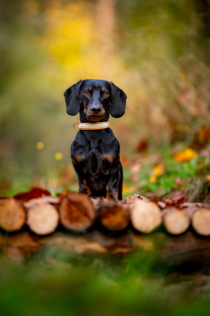 Steffi Mertz Photography | Hundefotografie | Hundefotograf auf alleFotografen