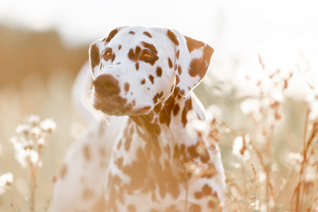 Steffi Mertz Photography | Hundefotografie | Hundefotograf auf alleFotografen