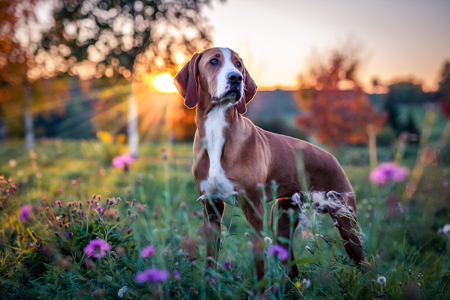 Steffi Mertz Photography | Hundefotografie | Tierfotograf auf alleFotografen