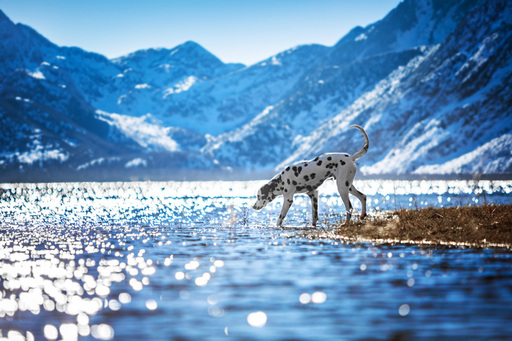 Steffi Mertz Photography | Hundefotografie | Tierfotograf auf alleFotografen