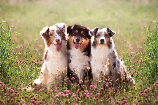 Steffi Mertz Photography | Hundefotografie | Tierfotograf auf alleFotografen