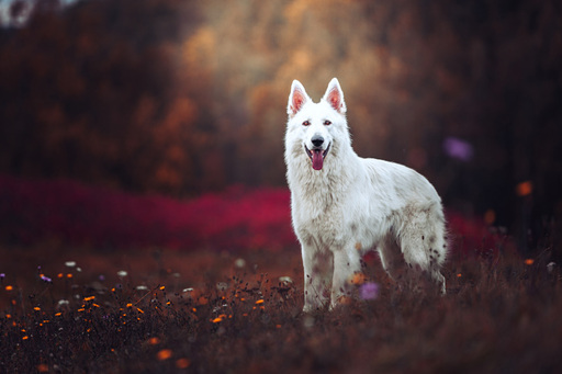 Steffi Mertz Photography | Hundefotografie | Pferdefotograf auf alleFotografen