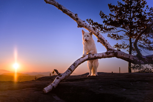 Steffi Mertz Photography | Hundefotografie | Hundefotograf auf alleFotografen