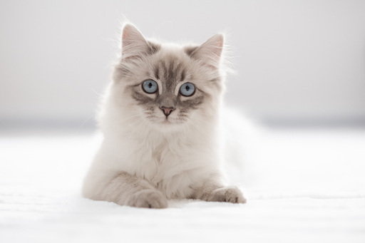 Steffi Mertz Photography | Studiofotografie | Hundefotograf auf alleFotografen