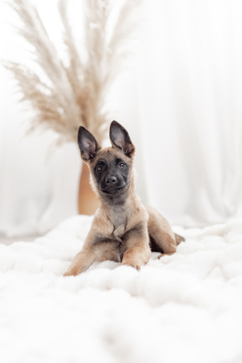 Steffi Mertz Photography | Studiofotografie | Hundefotograf auf alleFotografen