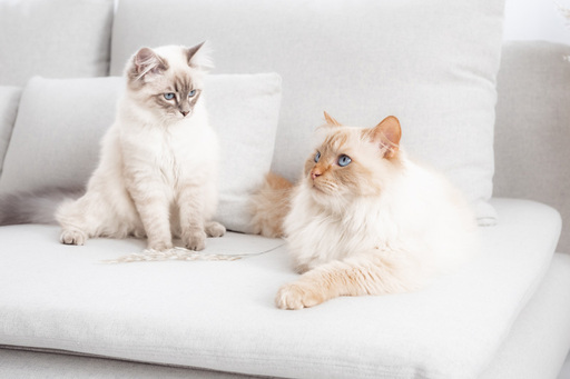 Steffi Mertz Photography | Studiofotografie | Tierfotograf auf alleFotografen