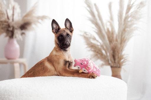 Steffi Mertz Photography | Studiofotografie | Tierfotograf auf alleFotografen