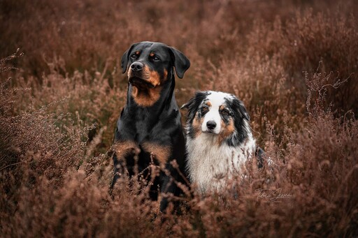 Tabea Jessen Photography | Hundeliebe | Tierfotograf auf alleFotografen