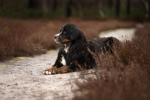Tabea Jessen Photography | Hundeliebe | Hochzeitsfotograf auf alleFotografen