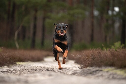 Tabea Jessen Photography | Hundeliebe | Hochzeitsfotograf auf alleFotografen