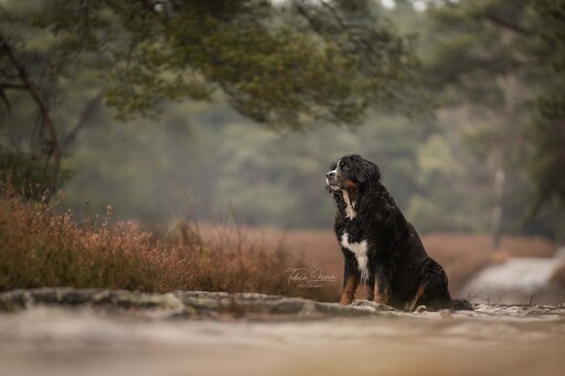 Tabea Jessen Photography | Hundeliebe | Imagefotograf auf alleFotografen