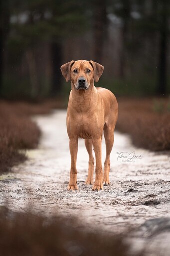 Tabea Jessen Photography | Hundeliebe | Imagefotograf auf alleFotografen