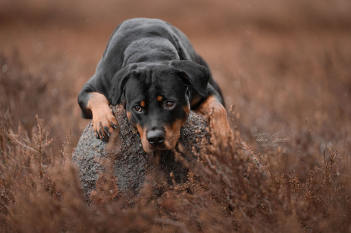 Tabea Jessen Photography | Hundeliebe | Hundefotograf auf alleFotografen