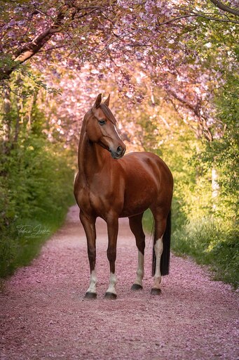 Tabea Jessen Photography | Pferdeliebe | Hundefotograf auf alleFotografen