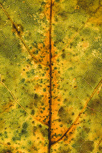 Christian Lorenz | RandomCityLights | Natur | Kunstfotograf auf alleFotografen