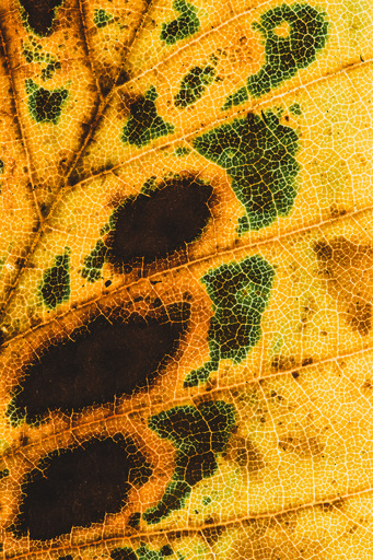 Christian Lorenz | RandomCityLights | Natur | Kunstfotograf auf alleFotografen