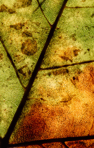 Christian Lorenz | RandomCityLights | Natur | Kunstfotograf auf alleFotografen