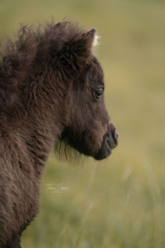 Tabea Jessen Photography | Fohlenliebe | Pferdefotograf auf alleFotografen