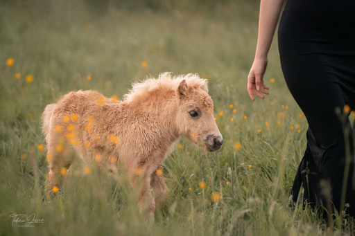 Tabea Jessen Photography | Fohlenliebe | Hundefotograf auf alleFotografen