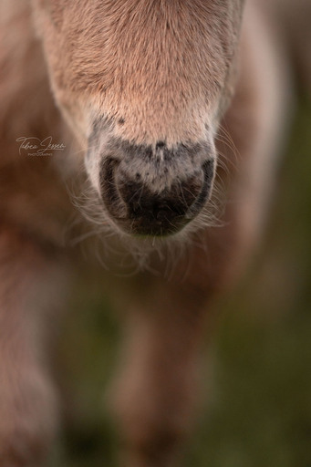 Tabea Jessen Photography | Fohlenliebe | Pferdefotograf auf alleFotografen