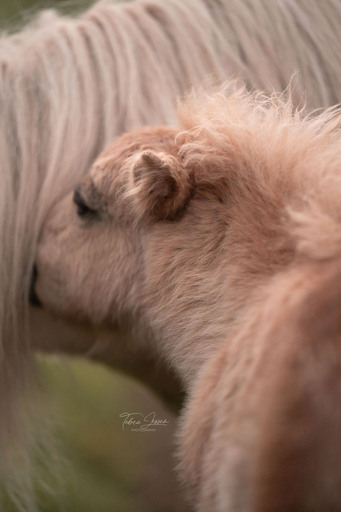 Tabea Jessen Photography | Fohlenliebe | Pferdefotograf auf alleFotografen