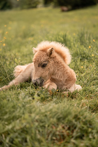 Tabea Jessen Photography | Fohlenliebe | Hundefotograf auf alleFotografen