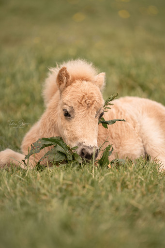 Tabea Jessen Photography | Fohlenliebe | Hundefotograf auf alleFotografen