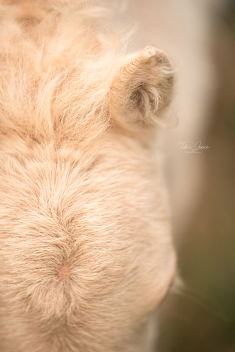 Tabea Jessen Photography | Fohlenliebe | Tierfotograf auf alleFotografen