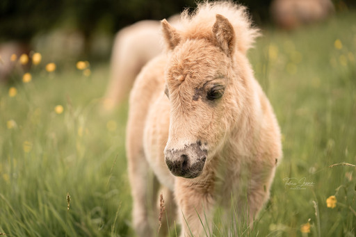 Tabea Jessen Photography | Fohlenliebe | Pferdefotograf auf alleFotografen