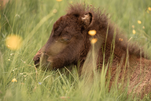 Tabea Jessen Photography | Fohlenliebe | Hochzeitsfotograf auf alleFotografen