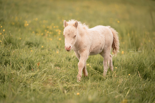 Tabea Jessen Photography | Fohlenliebe | Hochzeitsfotograf auf alleFotografen