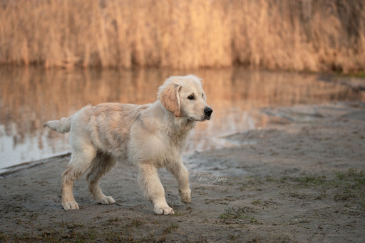 Tabea Jessen Photography | Welpenliebe | Hundefotograf auf alleFotografen