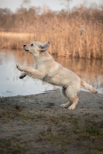 Tabea Jessen Photography | Welpenliebe | Hochzeitsfotograf auf alleFotografen