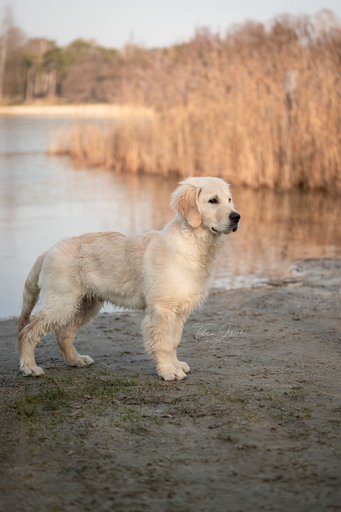 Tabea Jessen Photography | Welpenliebe | Hundefotograf auf alleFotografen