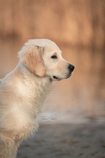 Tabea Jessen Photography | Welpenliebe | Tierfotograf auf alleFotografen