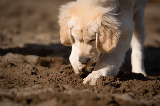 Tabea Jessen Photography | Welpenliebe | Pferdefotograf auf alleFotografen