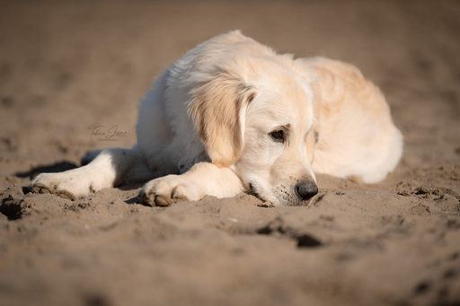 Tabea Jessen Photography | Welpenliebe | Hundefotograf auf alleFotografen