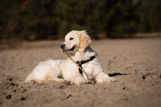 Tabea Jessen Photography | Welpenliebe | Pferdefotograf auf alleFotografen