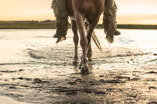 Tabea Jessen Photography | Pferdeliebe | Tierfotograf auf alleFotografen