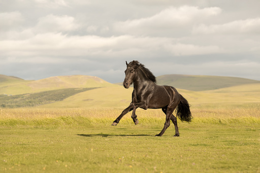 Tabea Jessen Photography | Pferdeliebe | Imagefotograf auf alleFotografen