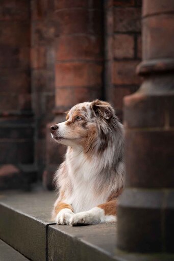 Tabea Jessen Photography | Hundeliebe | Hundefotograf auf alleFotografen