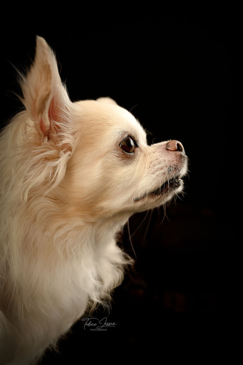 Tabea Jessen Photography | Hundeliebe | Imagefotograf auf alleFotografen