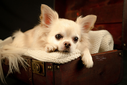 Tabea Jessen Photography | Hundeliebe | Hochzeitsfotograf auf alleFotografen