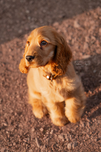 Tabea Jessen Photography | Welpenliebe | Hundefotograf auf alleFotografen