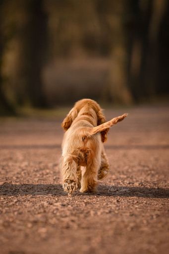 Tabea Jessen Photography | Welpenliebe | Tierfotograf auf alleFotografen