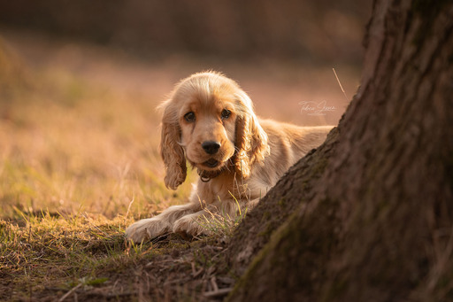 Tabea Jessen Photography | Welpenliebe | Imagefotograf auf alleFotografen